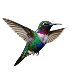 Fototapeta premium Hummingbird in flight with iridescent feathers isolated on white background