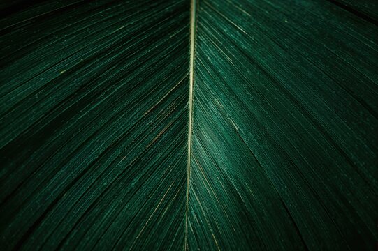 Tropical foliage pattern with a green leafy abstract design