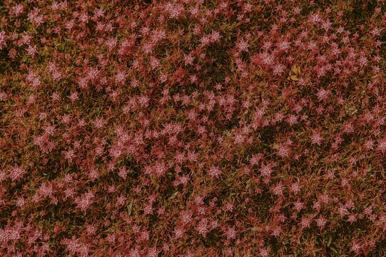 Red moss blanket with pink sphagnum plants in a forest setting during fall