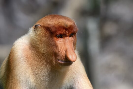 Endemic Proboscis monkey or Long-nosed monkey (Nasalis larvatus), Portrait, Borneo, Malaisia