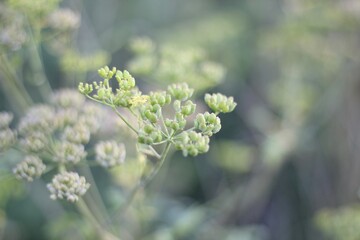 Minimalism wallpaper background simple photo outdoor plant wild grass	
