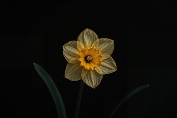 A yellow daffodil withered against a dark background