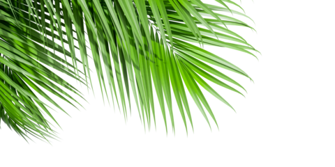 Close up palm tree isolated on white