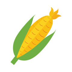 vector illustration of a roasted corn