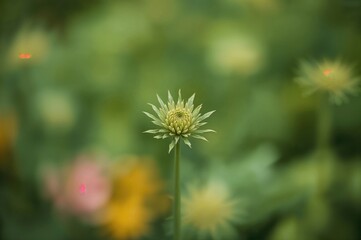 Detailed view of a leafy garden specimen with vibrant green hues and soft blurred backdrop
