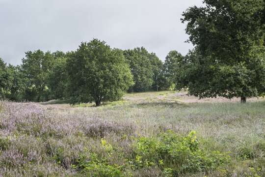 Mansenberge barrow cemetery, woodland with old English oaks (Quercus robur), Emsland, Lower Saxony, Germany