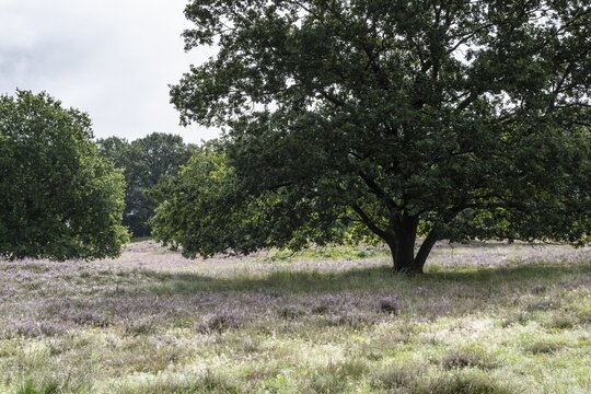 Mansenberge barrow cemetery, woodland with old English oaks (Quercus robur), Emsland, Lower Saxony, Germany