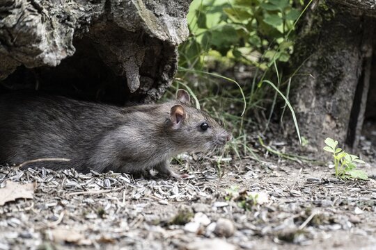 Norway rat (Rattus norvegicus), Emsland, Lower Saxony, Germany