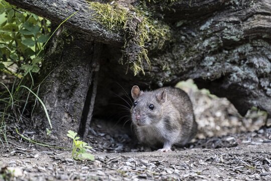 Norway rat (Rattus norvegicus), Emsland, Lower Saxony, Germany