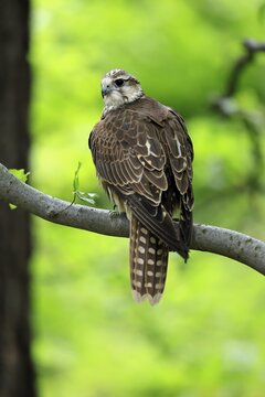 Saker falcon (Falco cherrug), adult, on a tree, in spring, &Scaron;umava, Czech Republic