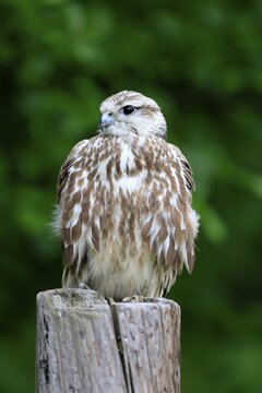 Saker falcon (Falco cherrug), adult, perch, in spring, &Scaron;umava, Czech Republic