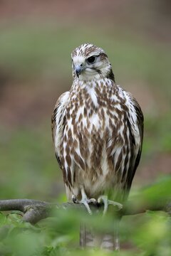 Saker falcon (Falco cherrug), adult, on a tree, in spring, &Scaron;umava, Czech Republic