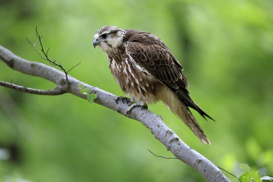 Saker falcon (Falco cherrug), adult, on a tree, in spring, &Scaron;umava, Czech Republic