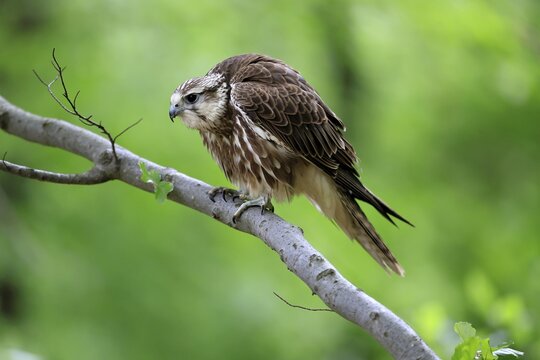 Saker falcon (Falco cherrug), adult, on a tree, in spring, &Scaron;umava, Czech Republic