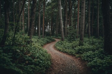 Fototapeta premium A trail winding through dense woodland