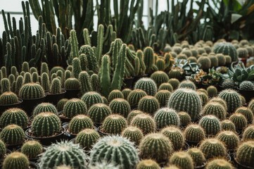 A cluster of succulent plants