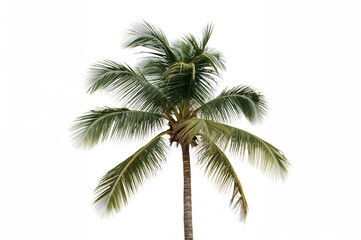 Single coconut palm tree on a plain white backdrop