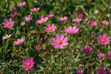 Fototapeta premium Blooms of Cosmos Against a Lush Green Backdrop