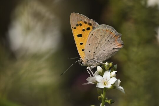 Small copper (Lycaena phlaeas) sitting on a white flower, spiked speedwell (Veronica spicata), surrounded by blurred background, Hesse, Germany