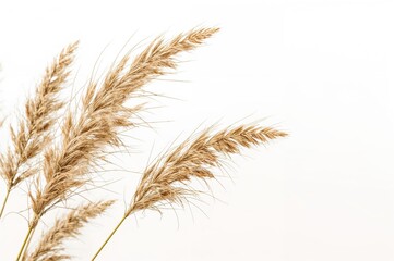 Fototapeta premium Detailed view of pampas grass on a plain white backdrop