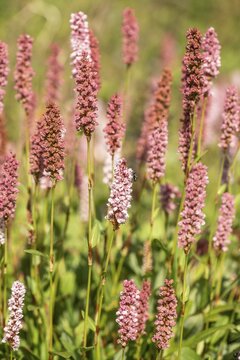 Snail knotweed (Bistorta affinis), Emsland, Lower Saxony, Germany