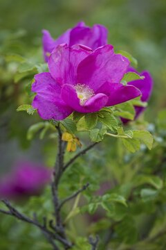 Dog rose (Rosa canina), Ringk&oslash;bing Fjord, Denmark