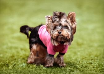 Yorkshire terrier dog in pink clothes standing on green grass
