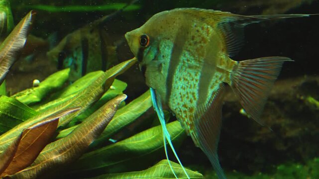 Close up of a freshwater angelfish floating around water plants underwater