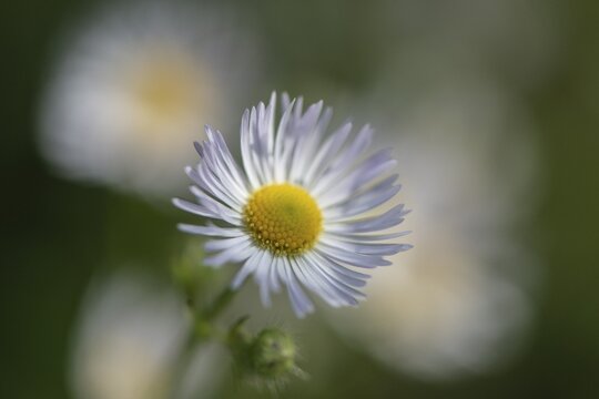 Annual fireweed (Erigeron annuus), Emsland, Lower Saxony, Germany