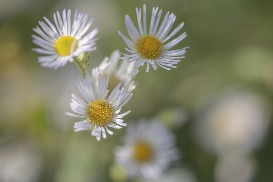 Annual fireweed (Erigeron annuus), Emsland, Lower Saxony, Germany