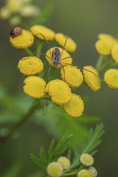 Weaver's garter (Phalangium opinio) on tansy (Tanacetum vulgare), Emsland, Lower Saxony, Germany