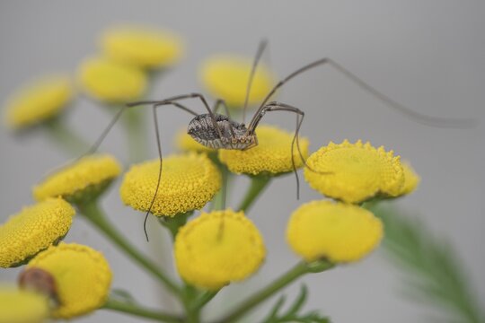 Weaver's garter (Phalangium opinio) on tansy (Tanacetum vulgare), Emsland, Lower Saxony, Germany