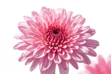 Close-up of pink and purple chrysanthemum with chamomile petals on a white background with sun glare