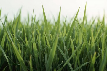 Fototapeta premium Detailed View of Vibrant Green Grass Surface