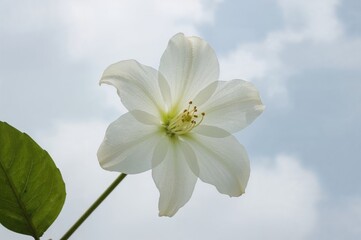 Obraz premium Detailed view of a Spathiphyllum Wallisii plant