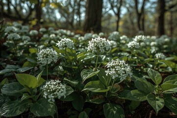 Fragile white blossoms rise from vibrant green foliage, highlighting the serene charm of a natural woodland environment.