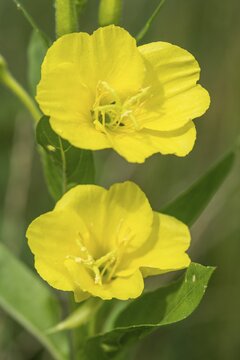Evening primrose (Oenothera biennis), Emsland, Lower Saxony, Germany