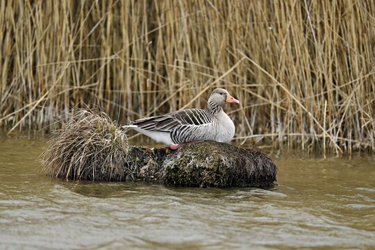 Greylag goose (Anser anser), sitting on a rootstock, Flachsee nature reserve, Freiamt, Canton Aargau, Switzerland