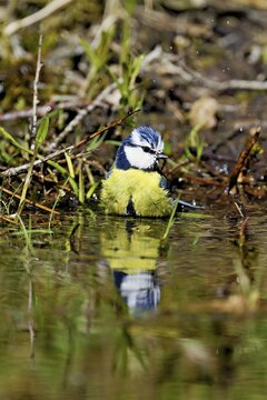 Blue tit (Cyanistes caeruleus) bathing in the shallow water of a stream, Flachsee nature reserve, Freiamt, Canton Aargau, Switzerland