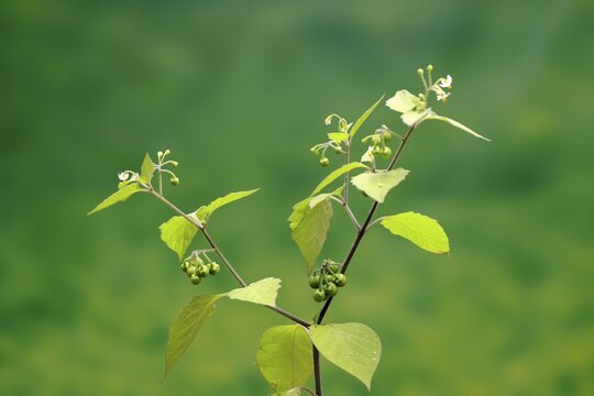 European Black Nightshade (Solanum nigrum), flower, flowering, fruit, Germany
