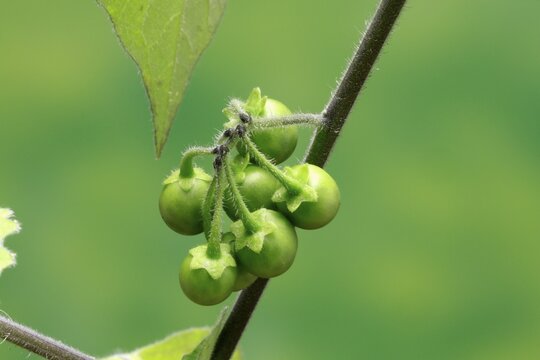European Black Nightshade (Solanum nigrum), fruits, Germany