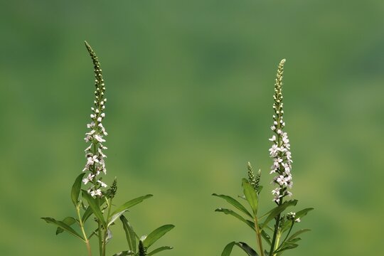 Snow field horsetail (Lysimachia clethroides), flower, flowering, Germany