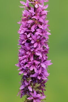 Purple loosestrife (Lythrum salicaria), flower, flowering, Germany