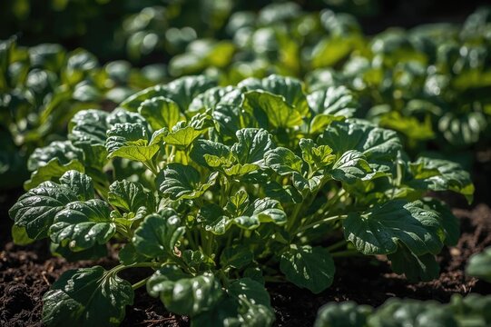 Close-up of a homegrown organic vegetable patch and gardening idea