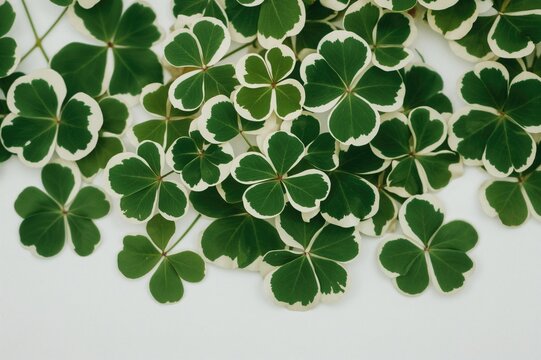 Green clover leaves on a plain white backdrop