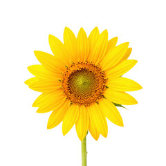 Fototapeta premium A bright yellow sunflower with a detailed central disk against a transparent background.