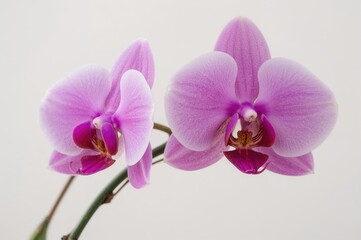 Close-up view of the blossoms on a beautiful pink and purple orchid houseplant