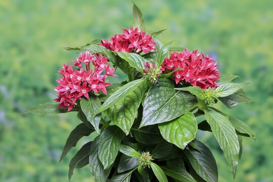 Pentas lanceolata, flowering, Germany