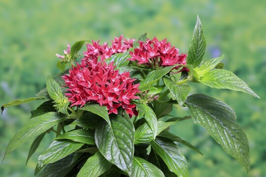 Pentas lanceolata, flowering, Germany