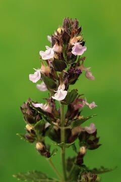 Edel-Gamander (Teucrium chamaedrys), flowering, Germany